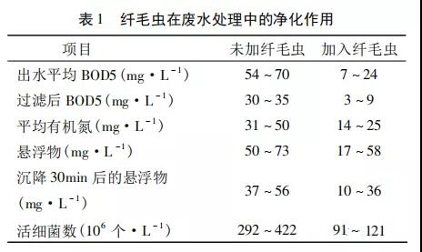 活性污泥中毒的原因及控制調節(jié)- 活性污泥中毒的原因及控制調節(jié)-