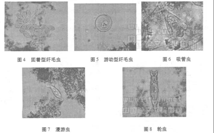活性污泥中毒的原因及控制調節(jié)- 活性污泥中毒的原因及控制調節(jié)-