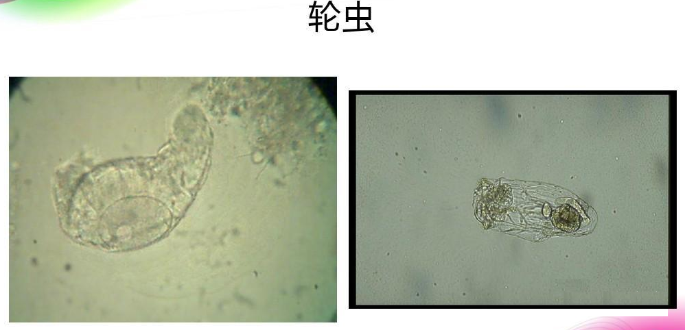 活性污泥中毒的原因及控制調節(jié)- 活性污泥中毒的原因及控制調節(jié)-
